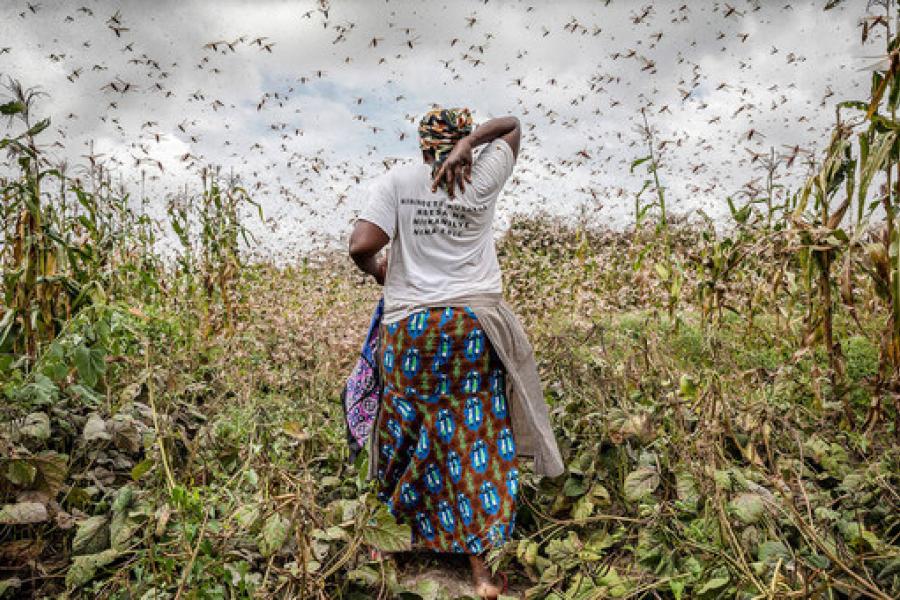 La Niña deve levar gafanhotos do deserto para África, agravando insegurança alimentar na região