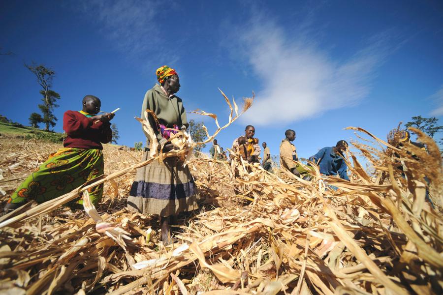 O Programa Mundial de Alimentos (WFP), vencedor do Nobel da Paz em 2020, ajuda fazendeiros locais com as plantações de trigo em Kapchorwa, Uganda. 