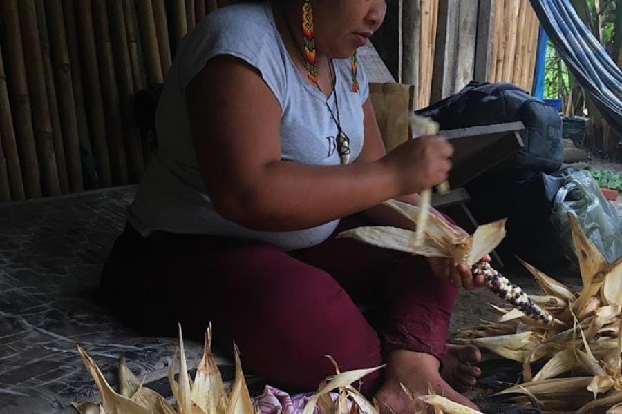 Indígena guarani trabalha na colheita do milho Avaxi Ete. 