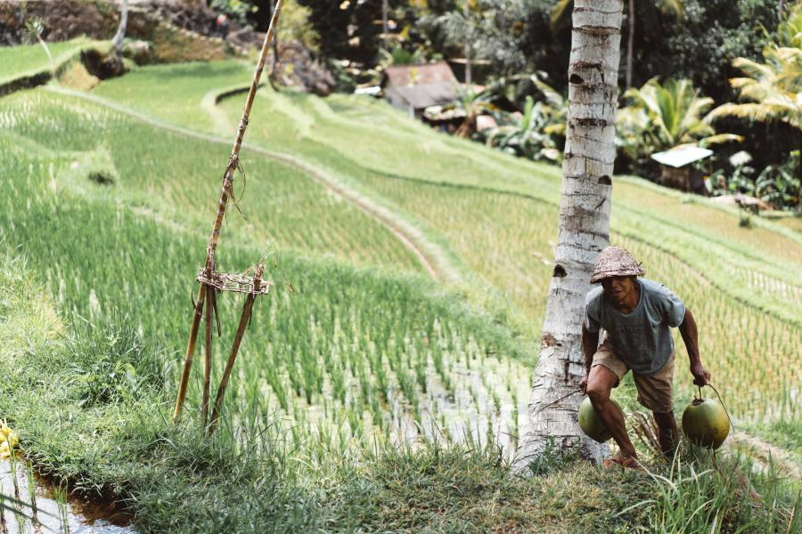 2 bilhões de agricultores, como deste arrozal, produzem a maior parte dos alimentos do mundo