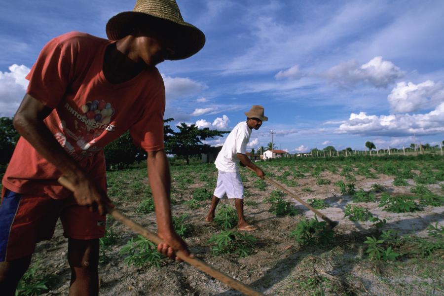 Trabalhadores rurais na Bahia