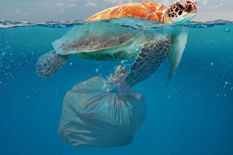 O plástico leva até 500 anos para se decompor e muitas vezes chega ao mar, contaminando as águas e entrando na cadeia alimentar