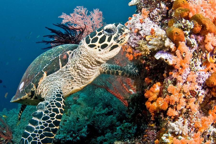 Tartaruga nada em recife de coral nas Maldivas