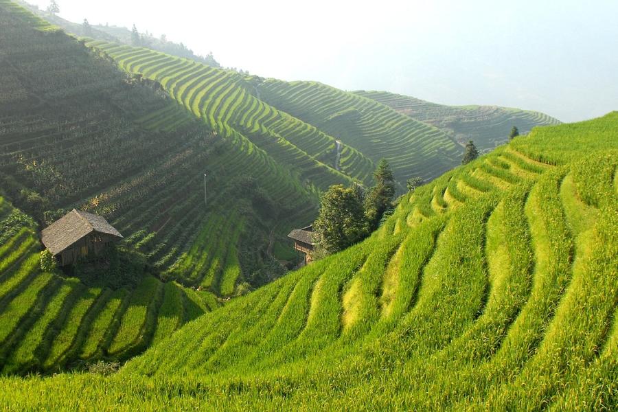 Terraços de arroz na China utilizam métodos inovadores de cultivo