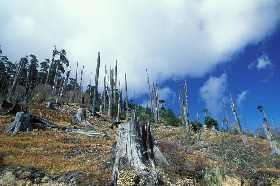 Desmatamento no Butão (arquivo)