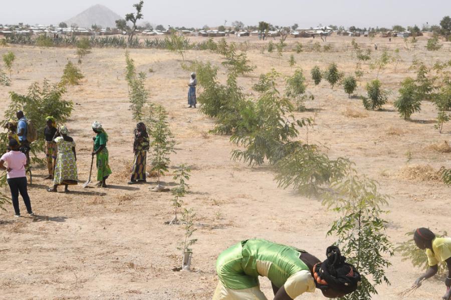 Refugiados em Minawao, no nordeste dos Camarões, plantam árvores em uma região que foi desmatada devido às mudanças climáticas e à atividade humana.