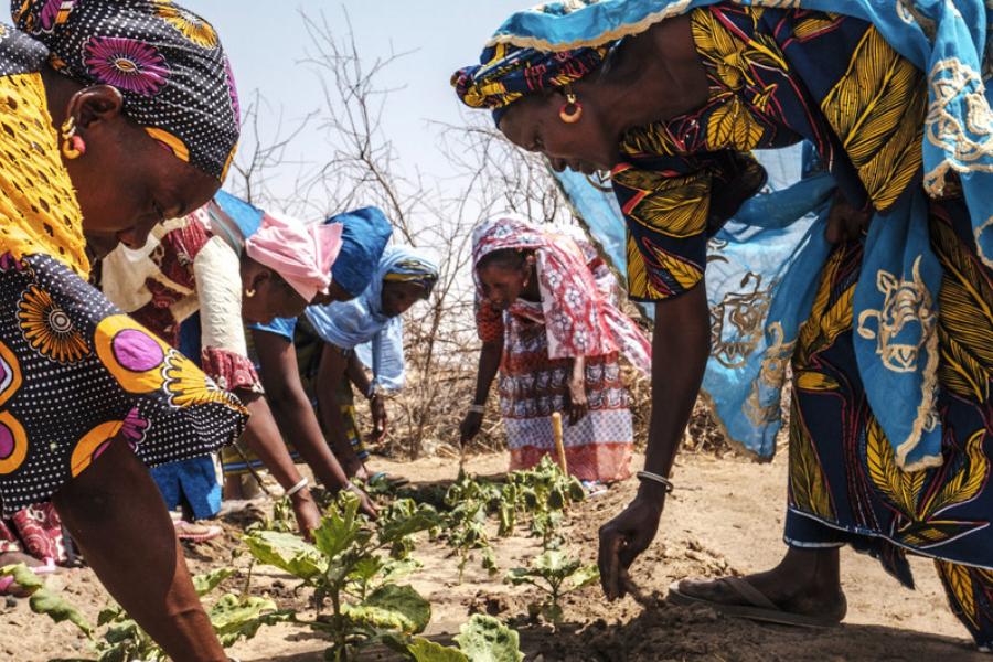 Mulheres trabalham em horta num vilarejo no Senegal