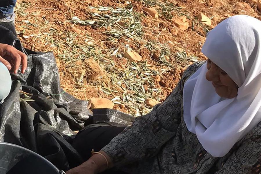 Uma mulher palestina colhe azeitonas no território ocupado da Palestina.