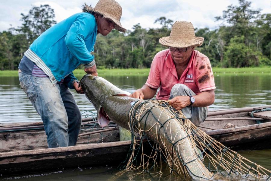 pesca pirarucu