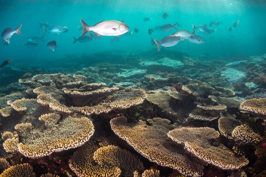A Grande Barreira de Corais na Austrália é o maior sistema de recifes de coral do mundo