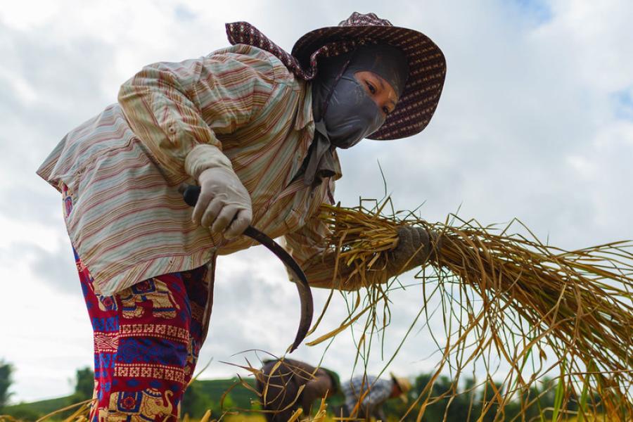 Uma trabalhadora migrante vietnamita colhe arroz em Chiang Rai, norte da Tailândia
