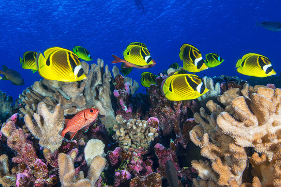 recife de corais na polinesia francesa