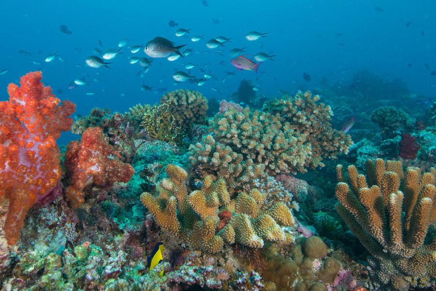 Barreiras de corais em Fiji.