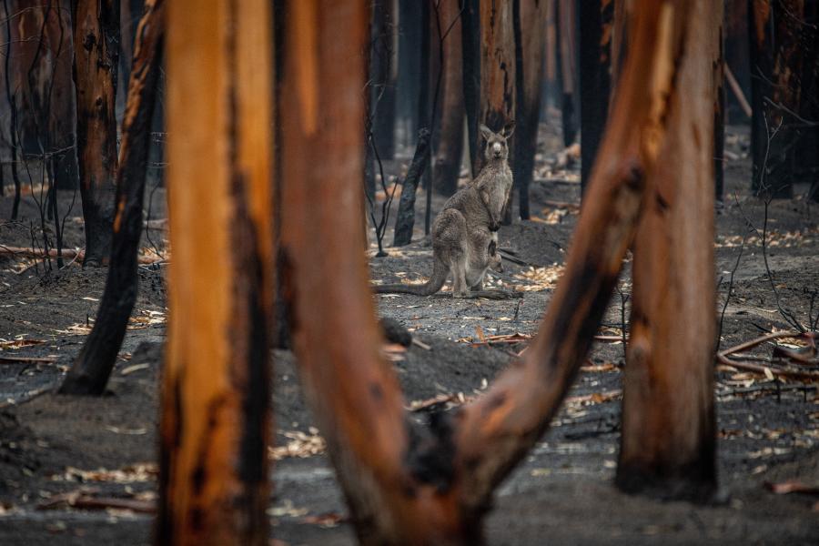 80 / 5000 Resultados de tradução Um canguru e seu filhote que sobreviveram aos incêndios florestais em Mallacoota, na Austrália 