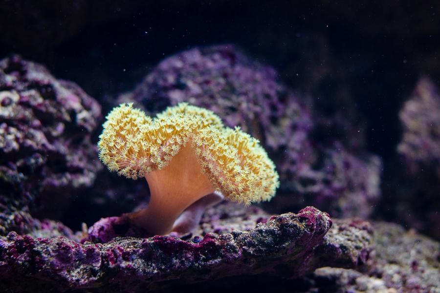 Se não limitarmos o aquecimento global a 1,5°C, os corais vivos nos recifes poderão diminuir de 70% a 90% até 2050