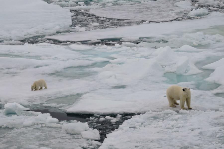 O habitat natural do urso polar está desaparecendo com o derretimento das calotas polares