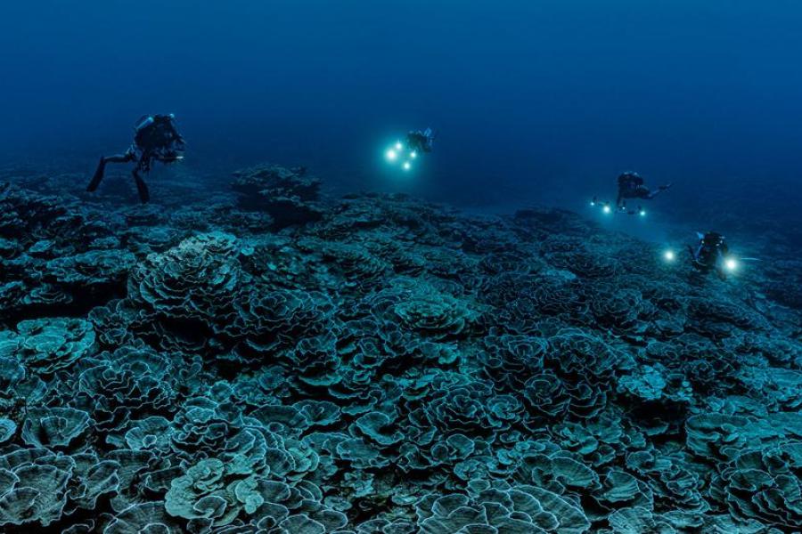 Uma missão de pesquisa científica apoiada pela ONU descobriu um dos maiores recifes de coral do mundo na costa do Taiti