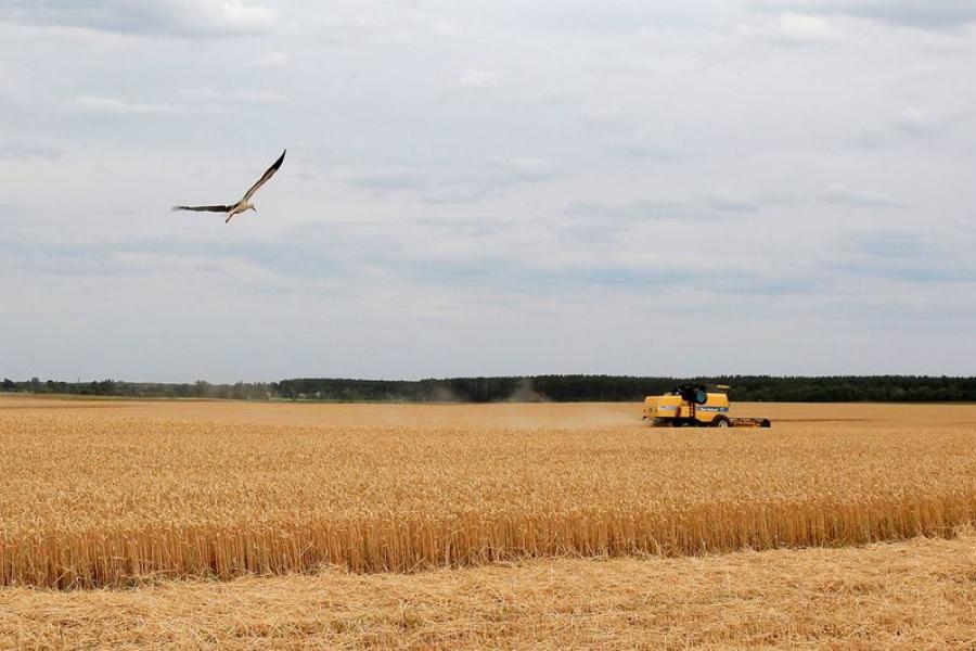 plantação de trigo na ucrânia