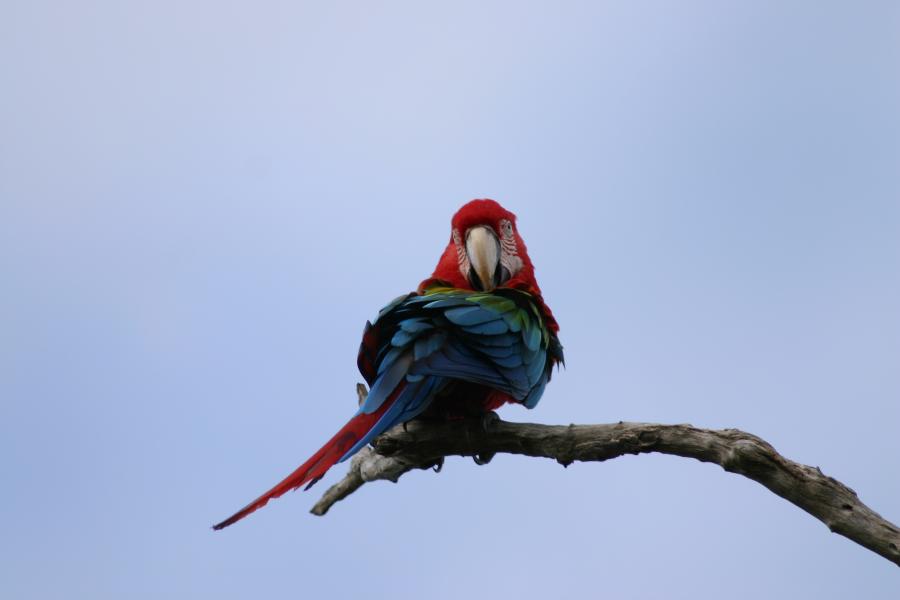 Papagaio em Bonito, Mato Grosso do Sul