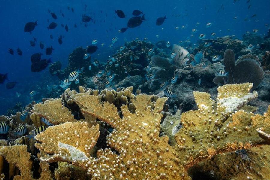Colônia de coral Elkhorn, uma espécie quase extinta no Caribe.
