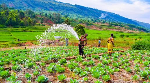 A adoção de práticas agrícolas mais sustentáveis, incluindo sistemas de irrigação solar, ajudará a aliviar a pressão sobre a terra e proteger a biodiversidade.