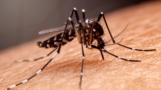 OPAS pede intensificação de esforços para combater a dengue